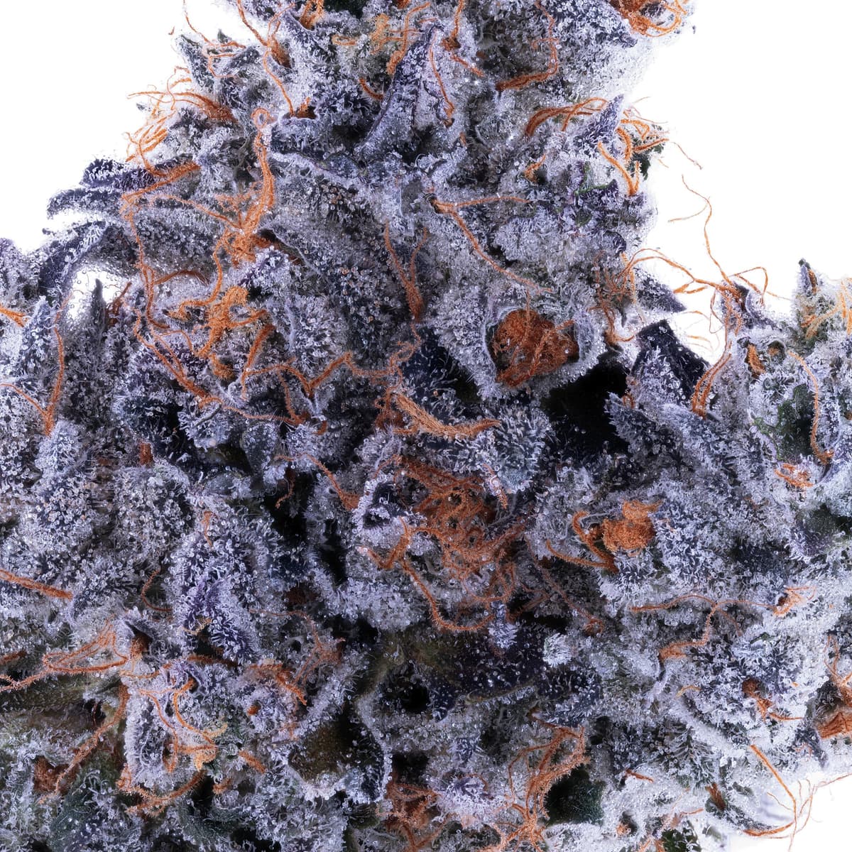 Lumpy's Cherry Jane - 3.5 Grams Flowers cannabis