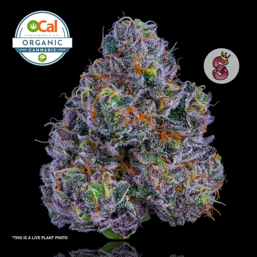No Till King Lazer Fuel - 3.5 Grams Flowers cannabis