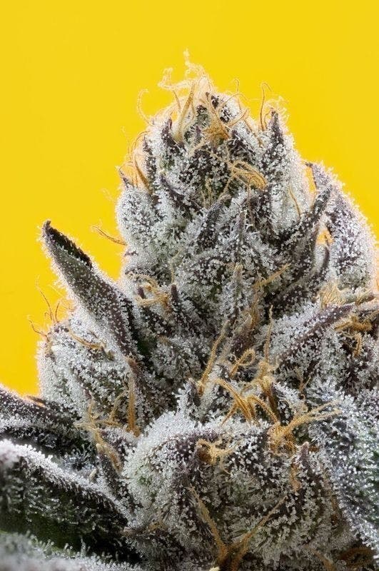 710 Labs Marshmallow OG - 3.5 Grams Flowers cannabis