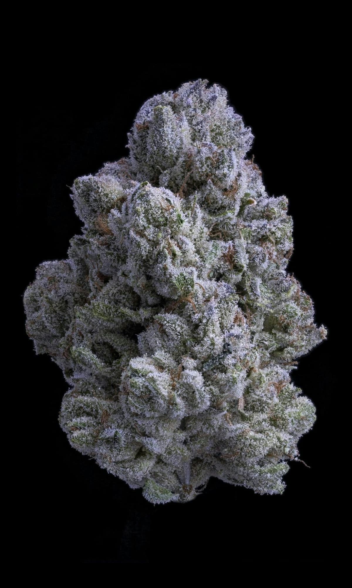 Sticky Status Snow White - 3.5 Grams Flowers cannabis