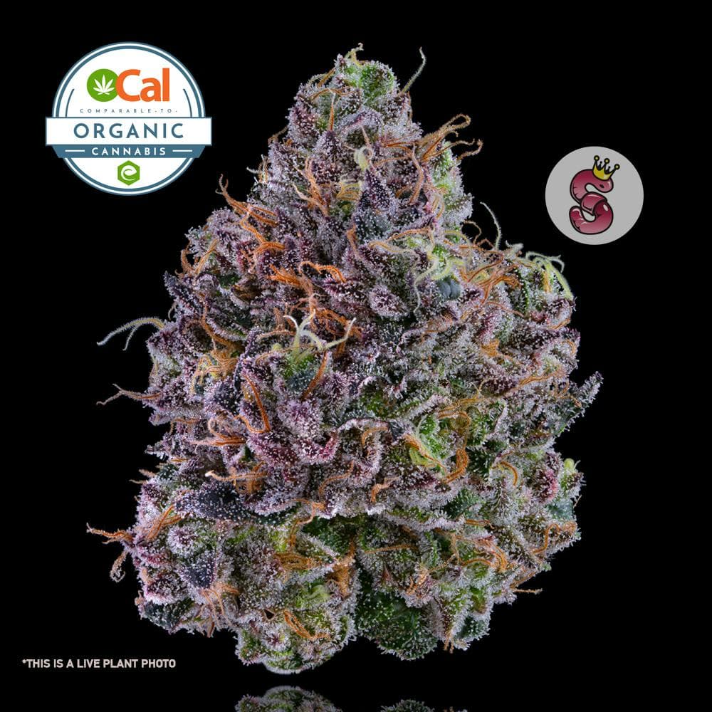 No Till King Hash Burger - 3.5 Grams Flowers cannabis