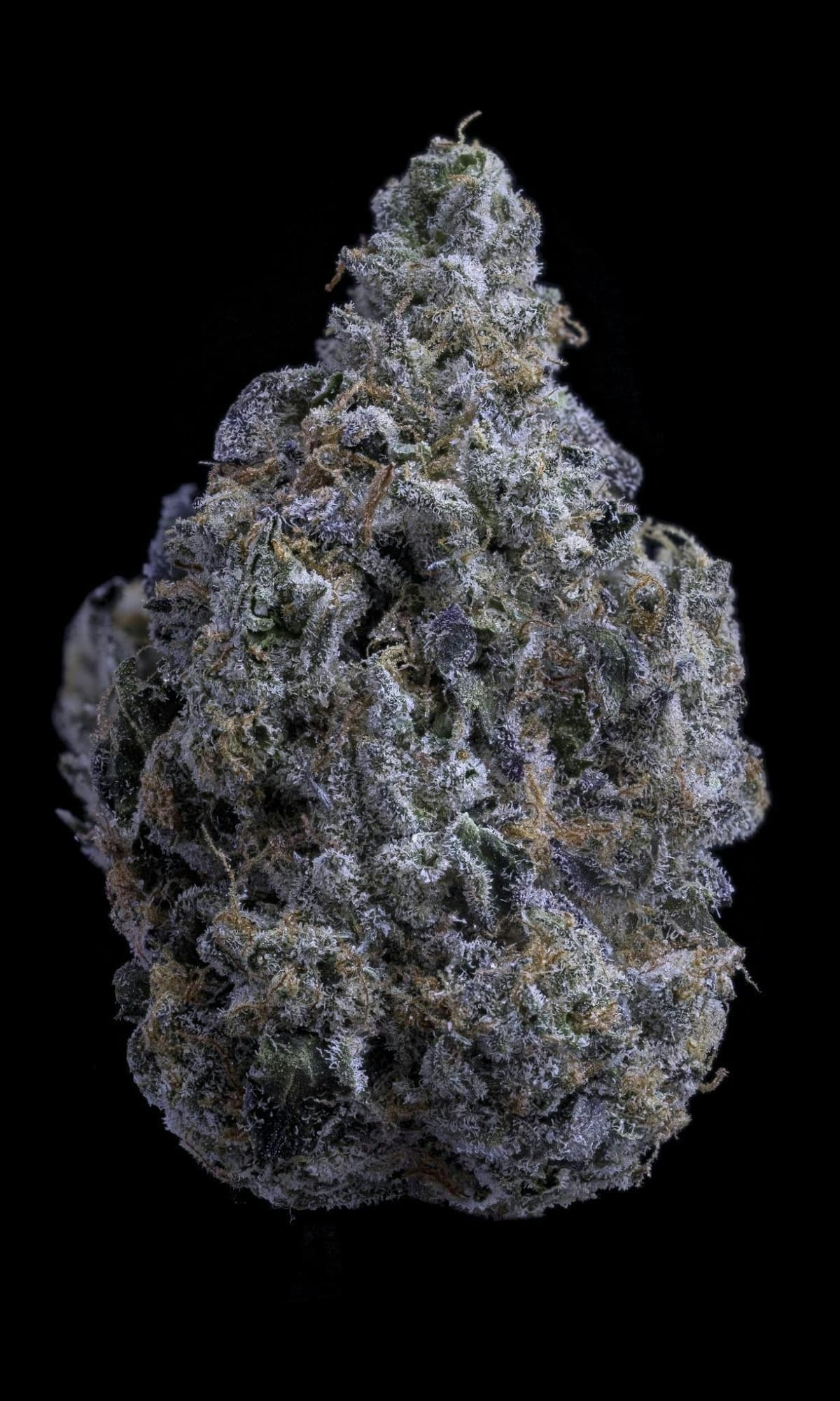 Sticky Status LA Beast - 3.5 Grams Flowers cannabis