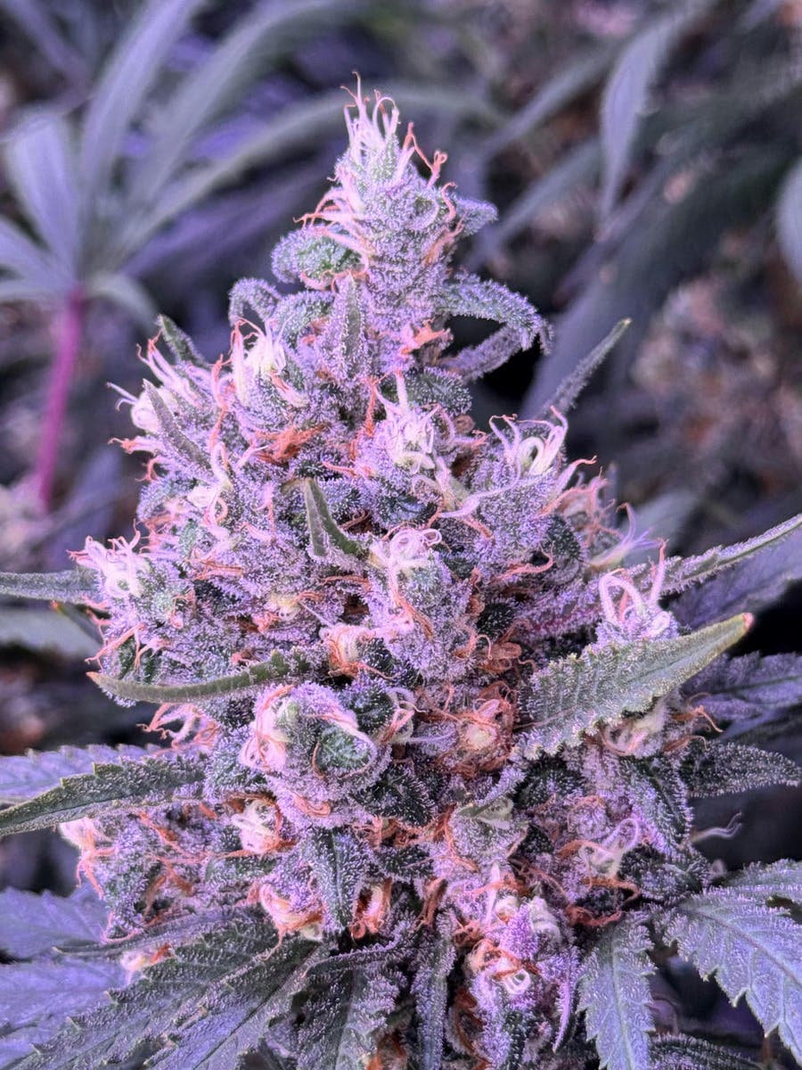Sticky Status Blue Dream - 3.5 Grams Flowers cannabis