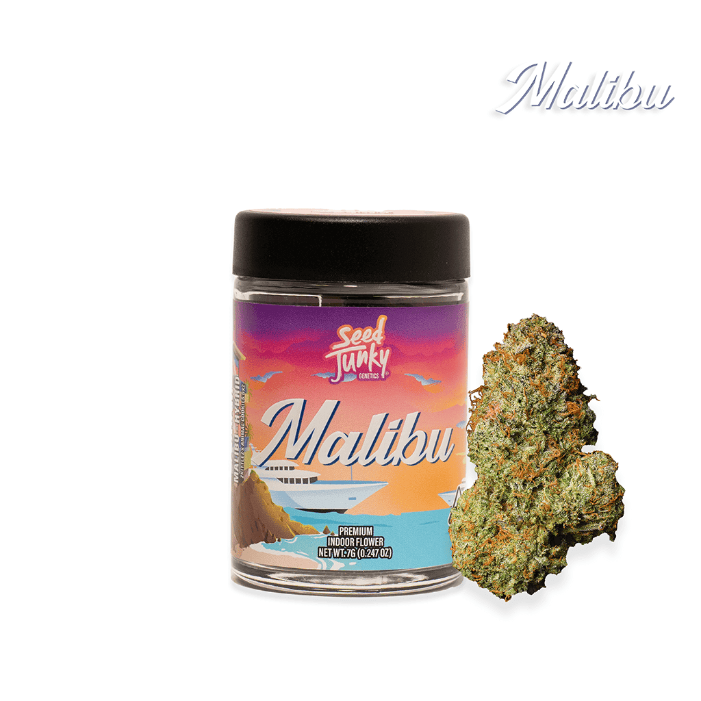 Malibu | Big Buds Flowers by Seed Junky, $64.00