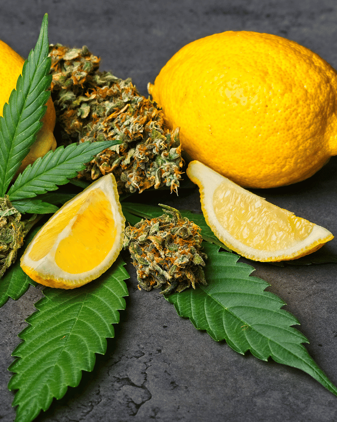 The Importance of Terpenes and Cannabinoids