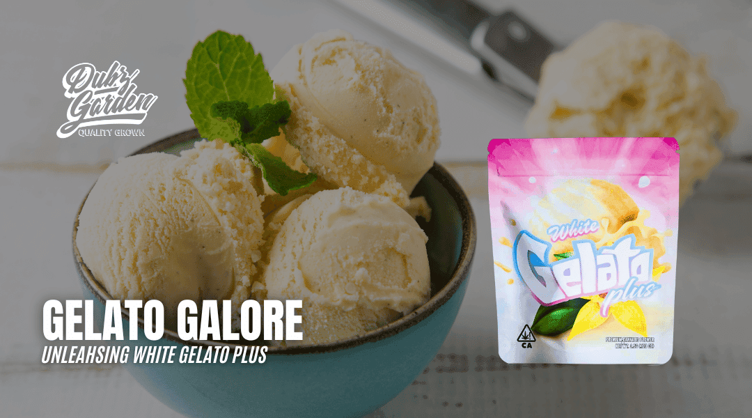 Gelato Galore: Unleahsing White Gelato Plus
