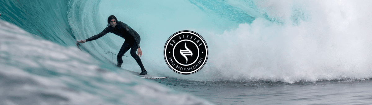 SD Strains banner