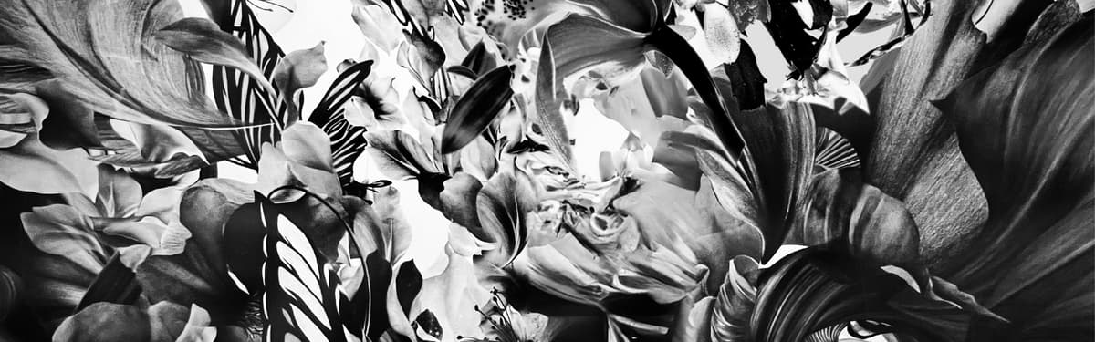 Doja Exclusive banner