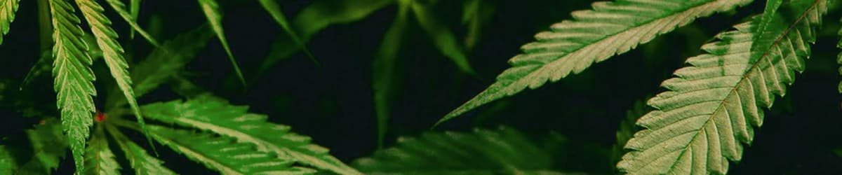 Puff Co banner