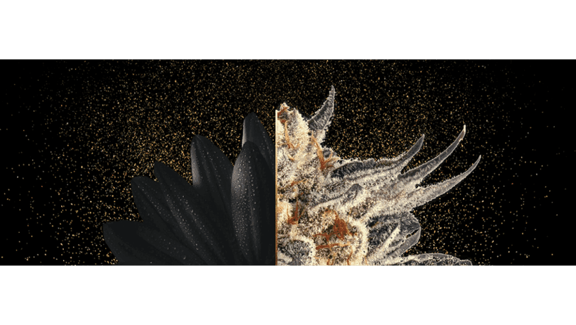 Cream of the Crop banner