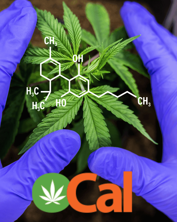 OCal: Organic Cannabis Certification in California