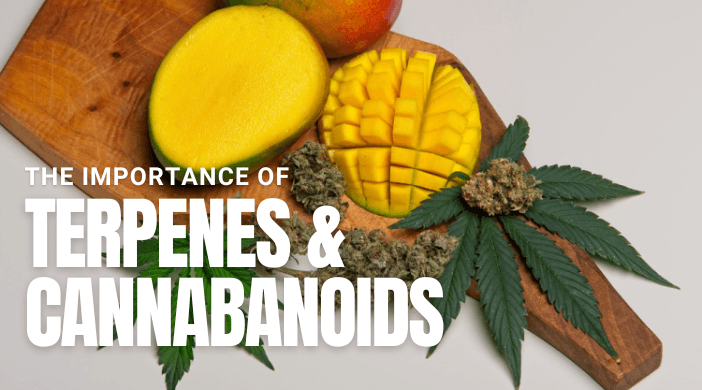 The Importance of Terpenes and Cannabinoids