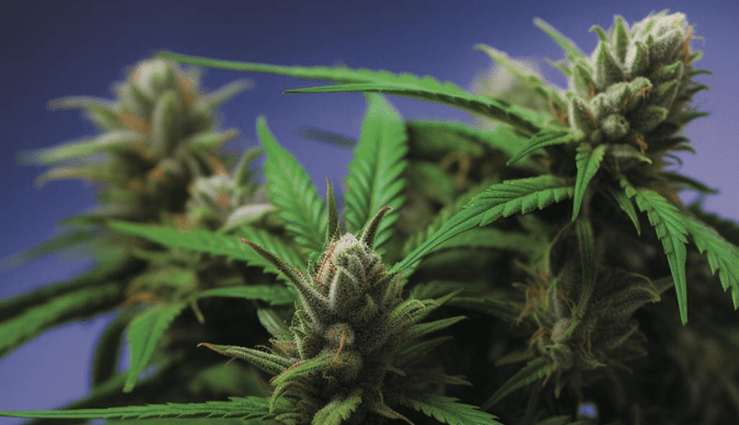 Exploring the Origins of Runtz Strains: A Comprehensive Guide