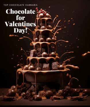 Indulge Your Senses: Top Chocolate Cannabis Strains of 2024 Revealed!